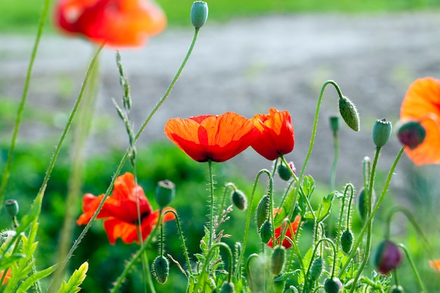 Amapolas rojas en primavera.