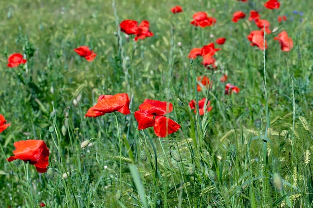 Amapolas rojas que crecen en un campo agrícola con cereales