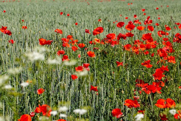 Amapolas rojas que crecen en un campo agrícola con cereales