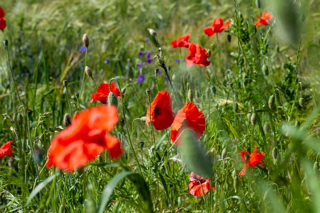 Amapolas rojas que crecen en un campo agrícola con cereales