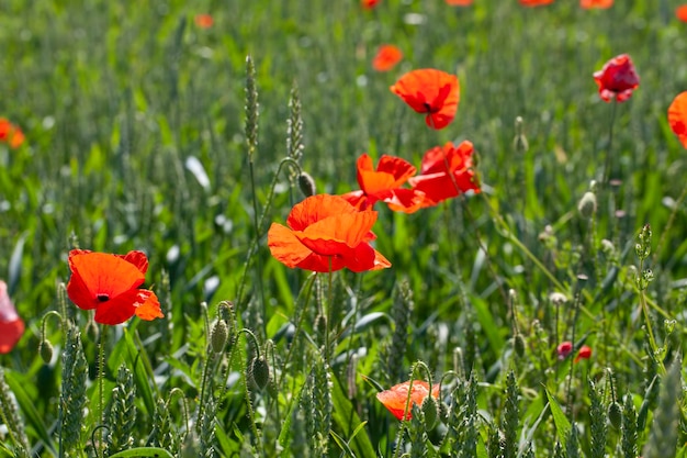 Amapolas rojas que crecen en un campo agrícola con cereales