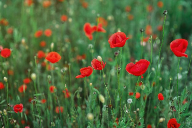 Amapolas rojas silvestres en el campo. Postal con flores rojas de la Cuaresma. Capullos de amapola. Lugar para el texto. Fondo