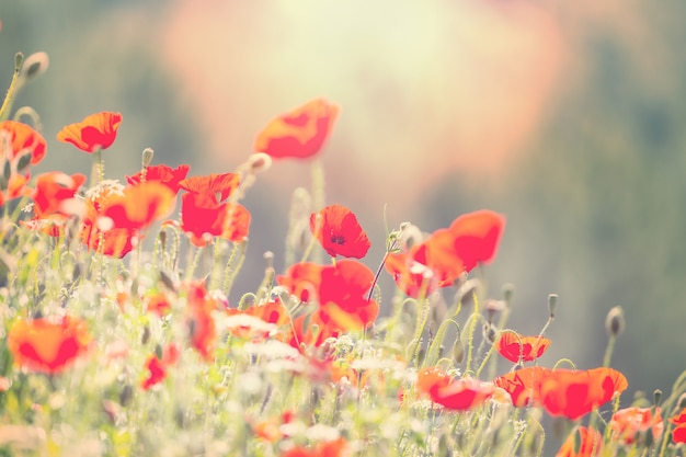 Amapolas rojas silvestres en la pradera en un día soleado. Decorado con puntos de luz.