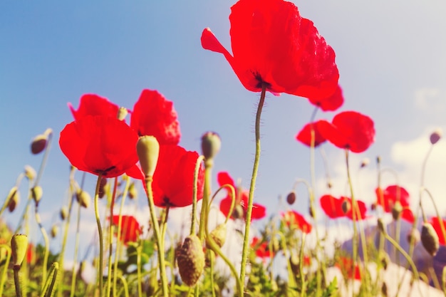 Amapolas rojas silvestres en la pradera en día soleado. Decorado con puntos de luz.