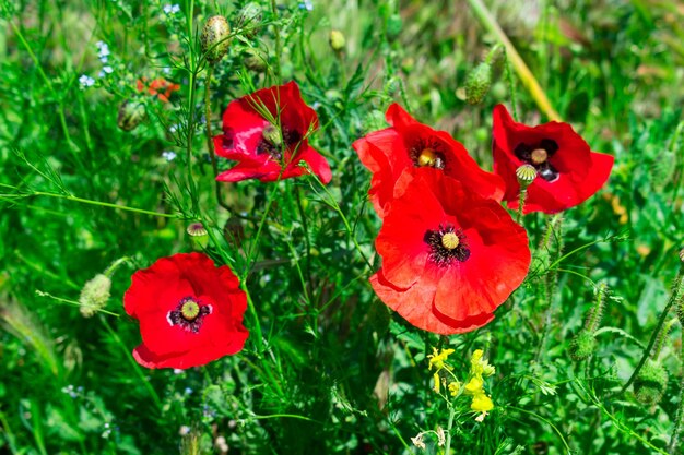 Amapolas rojas sobre un fondo de campo de hierba verde