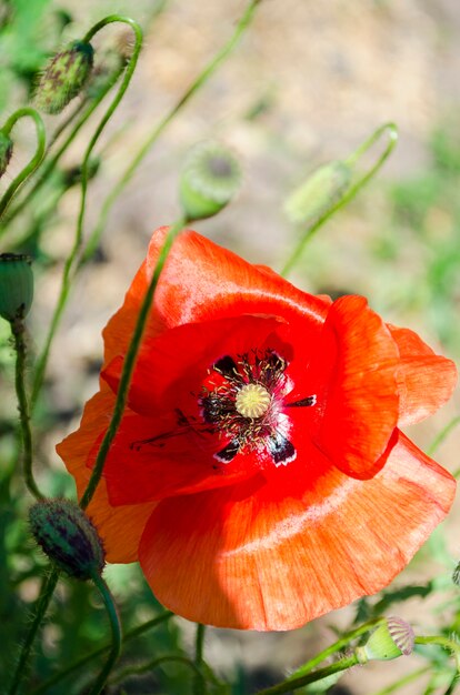 Amapolas rojas en temporada de floración contra el cielo azul