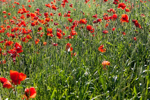 Amapolas rojas de verano con defectos, amapolas rojas en un campo