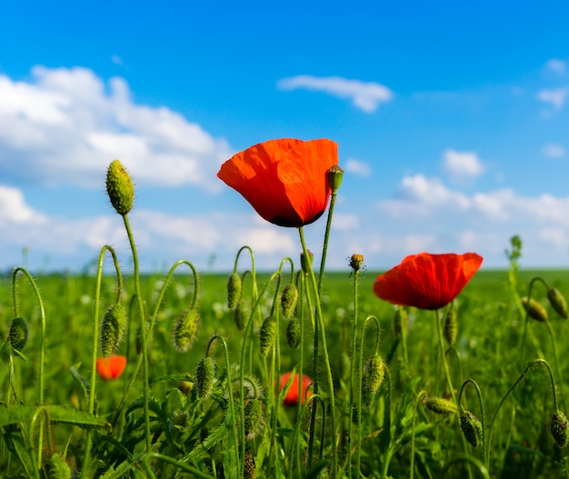 Amapolas rojas y verdes en campo verde y cielo azul con nubes