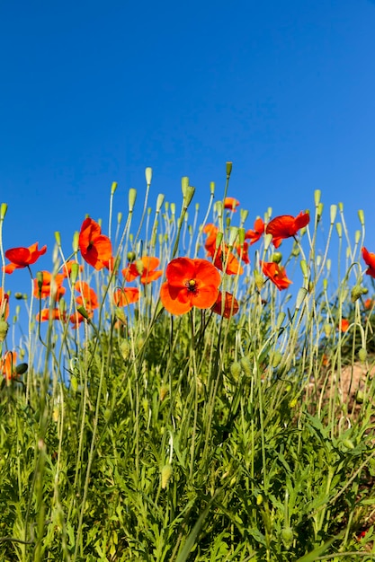 Amapolas rojas