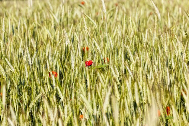 Amapolas rojas