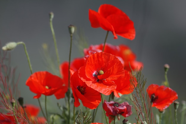 Foto amapolas rojas