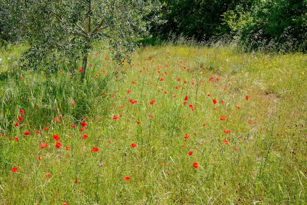 Amapolas silvestres en un campo en Toscana