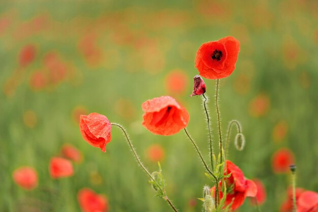 Amapolas silvestres de color rojo brillante que crecen en un campo verde de trigo inmaduro, detalle de primer plano con fondo borroso