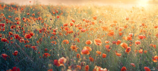 Las amapolas silvestres florecen en un campo de colza al amanecer. Los rayos del sol iluminan las amapolas y la colza. Vista desde el dron.