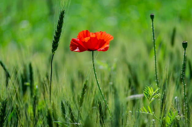 Amapolas silvestres rojas en un campo de trigo