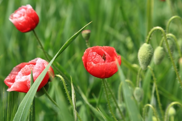 Amapolas silvestres rojas en verano