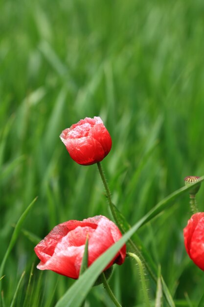 Amapolas silvestres rojas en verano