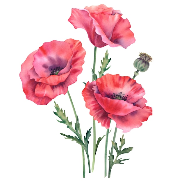 Las amapolas son rojas sobre un fondo blanco Ilustración en acuarela flores silvestres amapolas brotes hojas y tallos pintados a mano flores botánicas clipart elementos de diseño floral