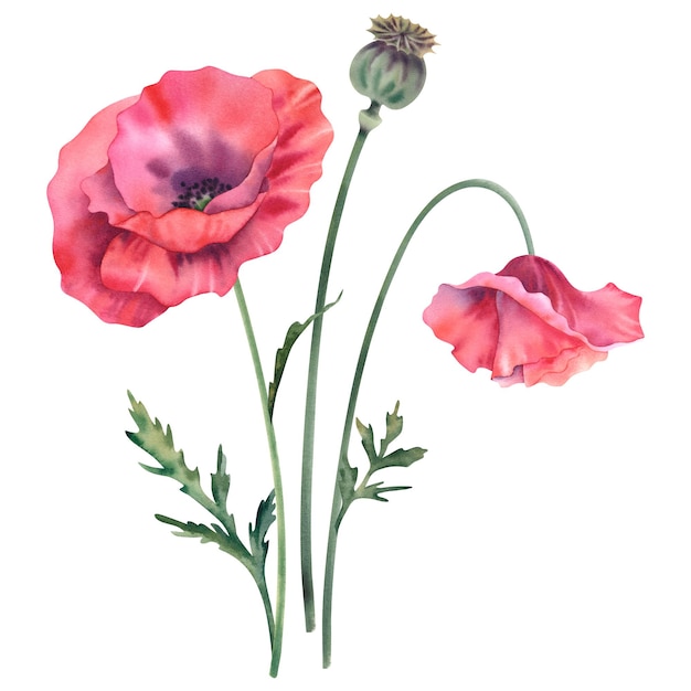 Las amapolas son rojas sobre un fondo blanco Ilustración en acuarela flores silvestres amapolas brotes hojas y tallos pintados a mano flores botánicas clipart elementos de diseño floral
