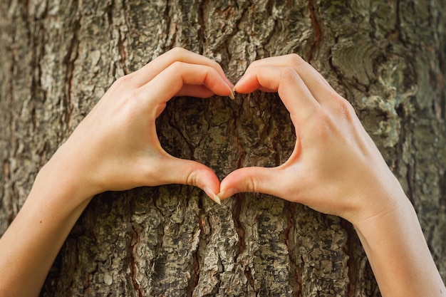 Amar la naturaleza. Primer plano, de, manos, gesticular, forma de corazón, en, el, árbol