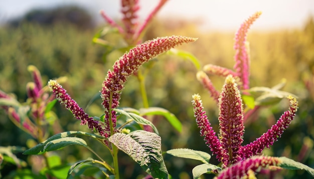 Foto amaranth-blume auf dem bauernhof mit sonnigem hintergrund