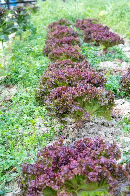 Amaranth-Gemüse rote Blätter süßer Salat Frühlings-Gemüsegarten-Ernte