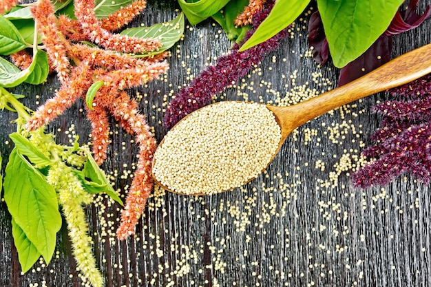 Amaranth gräbt in einem Löffel, roten, burgunderroten und grünen Blütenständen