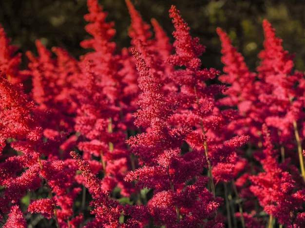 Amaranth-Pflanze wird in Südamerika als Blattgemüse, Getreide und Zierpflanzen angebaut.