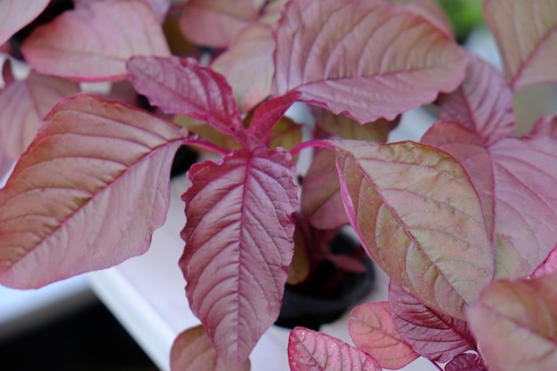 Amaranthus gangeticus é o nome científico do espinafre vermelho. é cultivado pelo método hidropônico