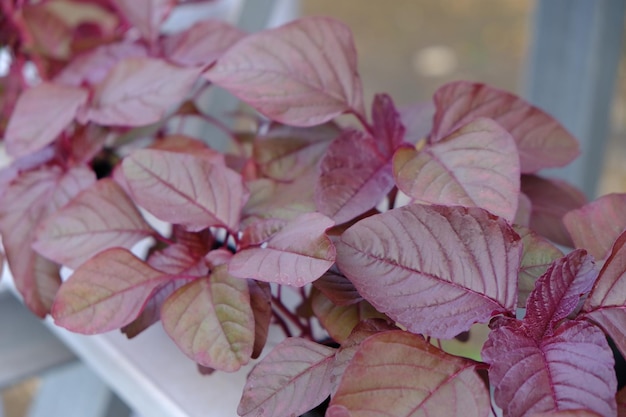 Amaranthus gangeticus es el nombre científico de la espinaca roja. se cultiva por el método hidropónico