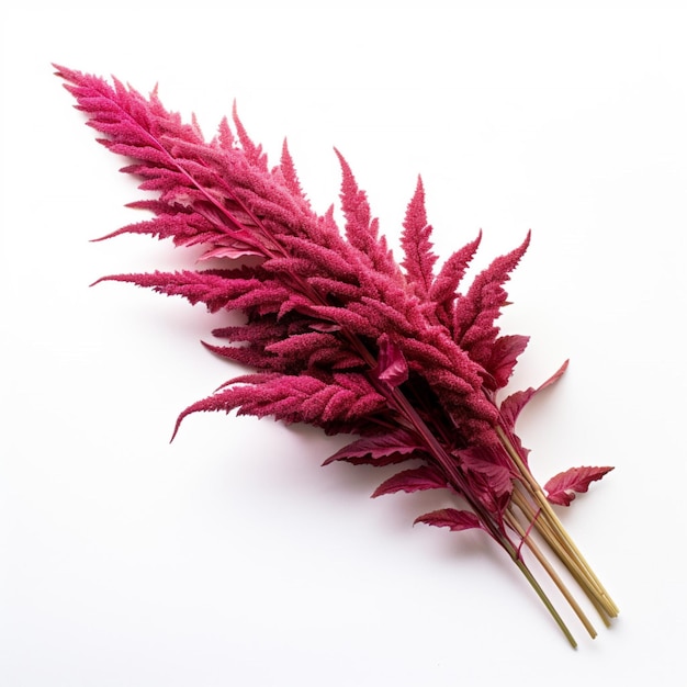 Amaranthus Princes Feder mit weißem Hintergrund hi