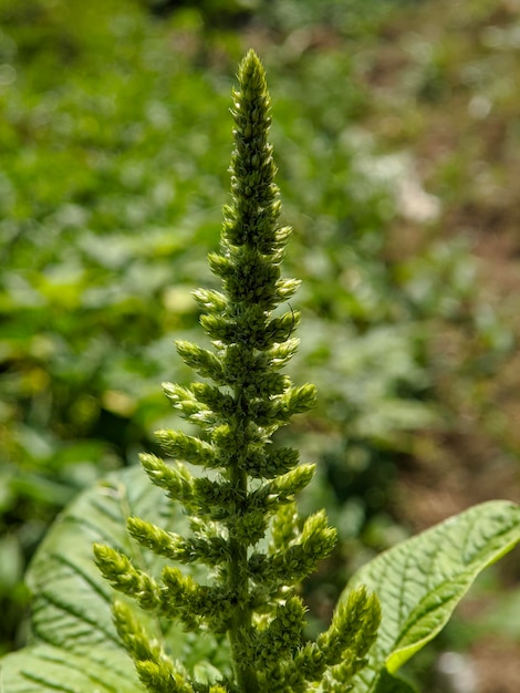 Amaranthus viridis-Pflanze