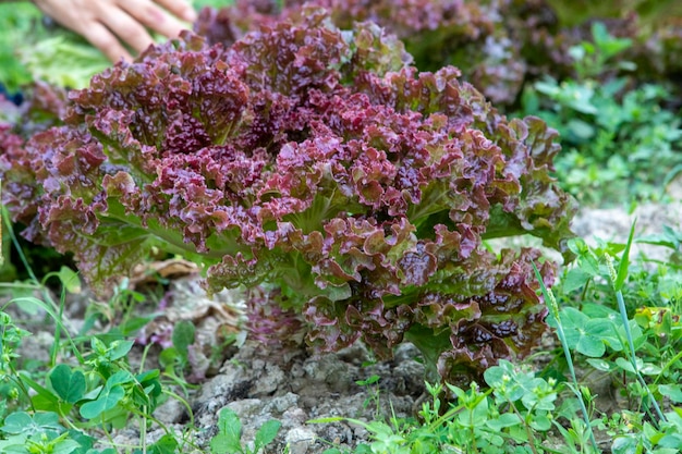 Amaranto legumes folhas vermelhas alface doce primavera horta colheita