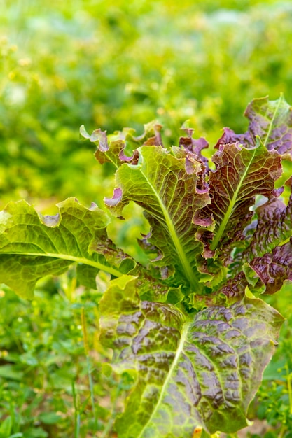 Amaranto legumes folhas vermelhas alface doce primavera horta colheita