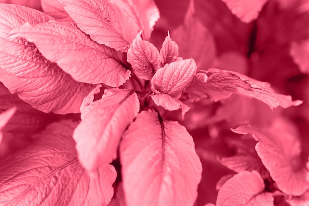 Amaranto ou amaranto com folhas roxas rosa vermelhas vibrantes e caules roxos como planta decorativa de fundo no jardim em dia de verão ao ar livre tonificado em viva magenta cor de tendência do ano 2023