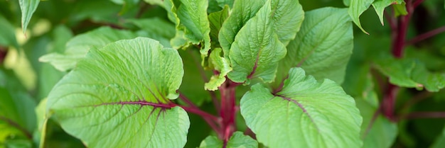 Amaranto ou amaranto com folhas verdes vibrantes e caules roxos como planta decorativa de fundo no jardim no banner ao ar livre do dia de verão