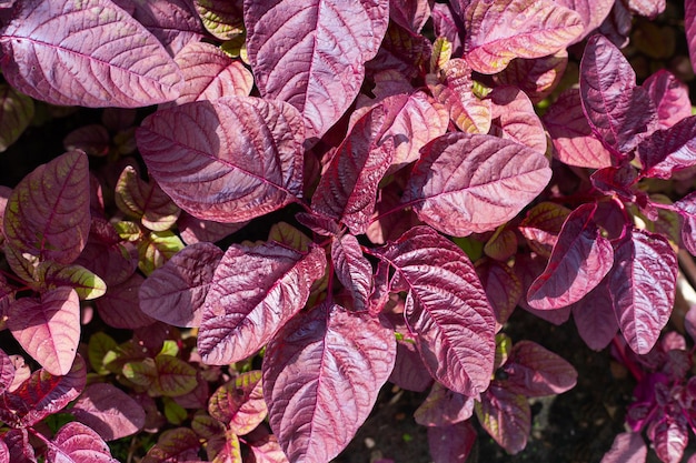 Amaranto rojo en campos de hortalizas