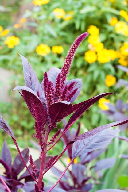 Amaranto vermelho (Amaranthus cruentus)