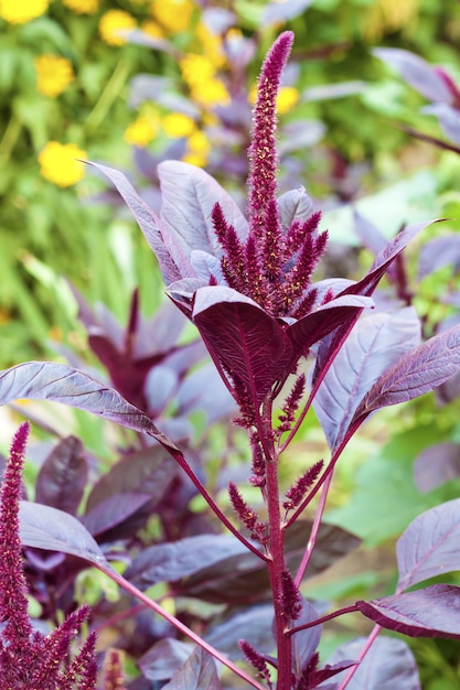 Amaranto vermelho (Amaranthus cruentus)