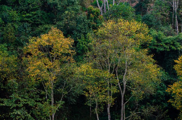 Amarelo folha árvore verde primavera No Chá fazenda orgânica Chá fazenda 2000 Doi Ang Khang Chiang Mai Tailândia