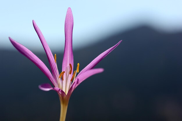 Amarilis rosa