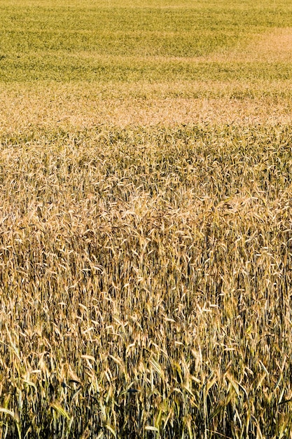 Amarillear el trigo en verano, un campo de cereales agrícolas que están casi maduros y listos para la cosecha.