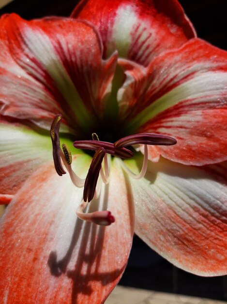 Foto un amarillis en flor