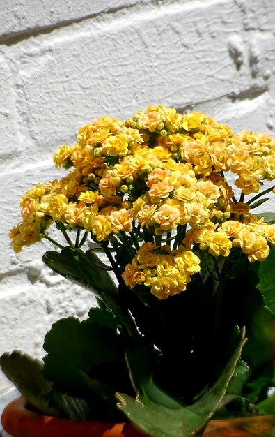 Foto amarillo amarillo