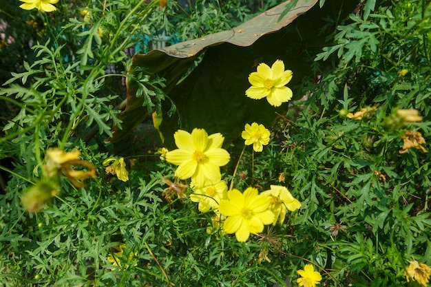 Amarillo brillante de la flor de azufre de Kenikir o del azufre del Cosmos