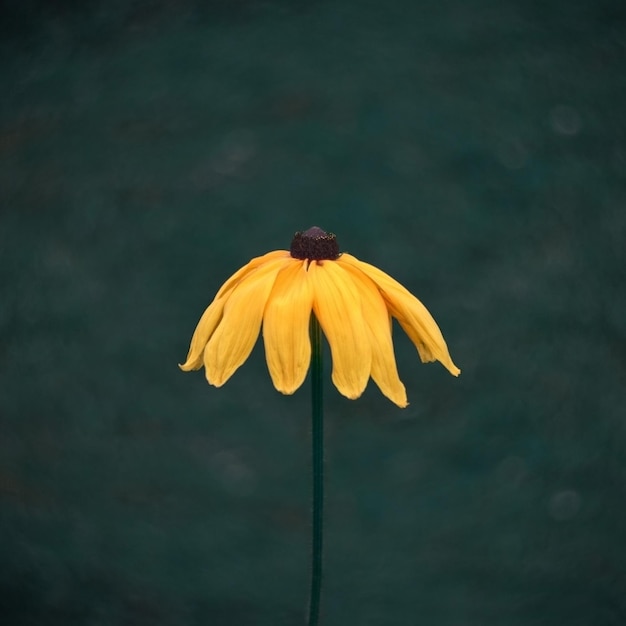 Amarillo brillante hermosa flor de rudbecia equinácea susan de ojos negros