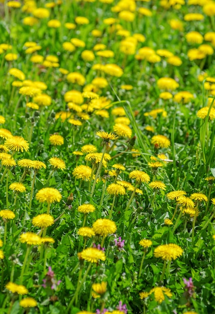 Amarillo brillante hierba planta flor diente de león