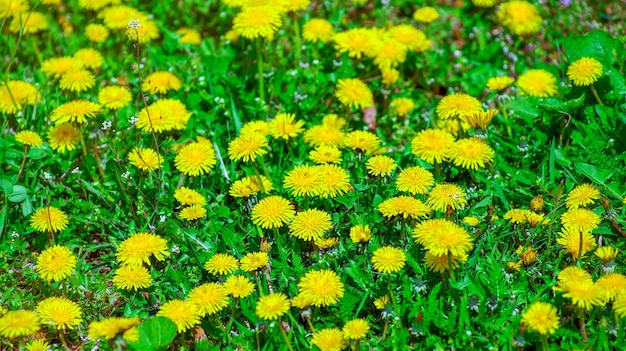 Amarillo brillante hierba planta flor diente de león