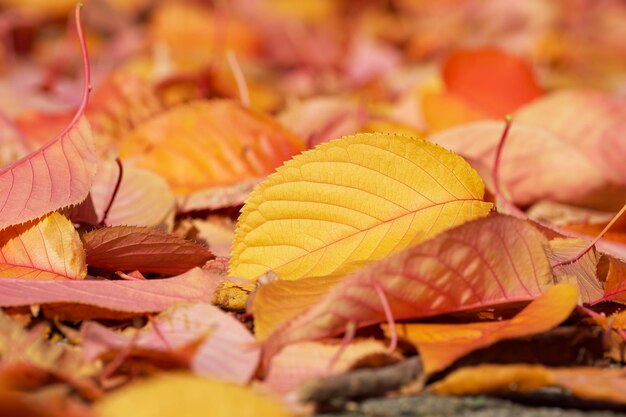 amarillo brillante hoja de otoño temporada de otoño