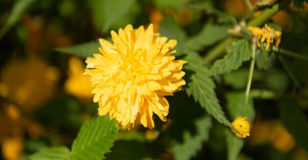 Amarillo diente de león margarita flor macro naturaleza belleza